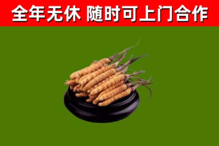 孟津县烟酒回收冬虫夏草.jpg